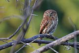 Peruvian Pygmy-Owlborder=